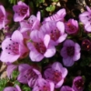Saxifraga oppositifolia splendens - abriachan nurseries